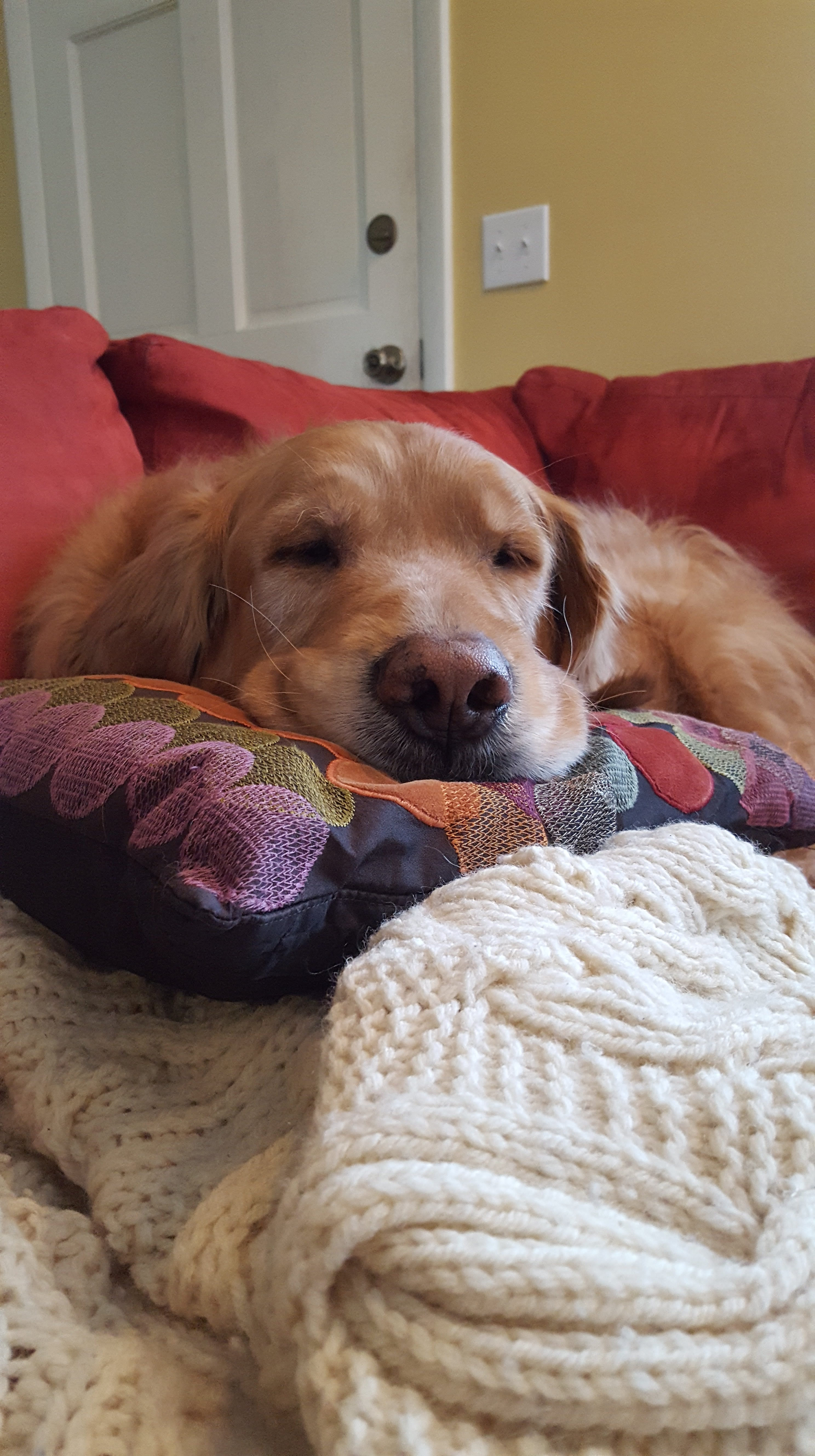 Hoarding all the floof